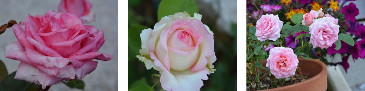 fleurs du jardin du Gîte Etoile Boréale